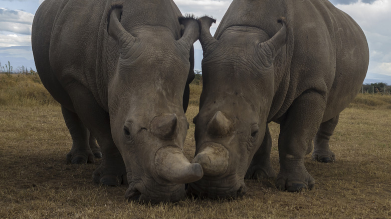 Two northern white rhino females stand side by side on brown grassland