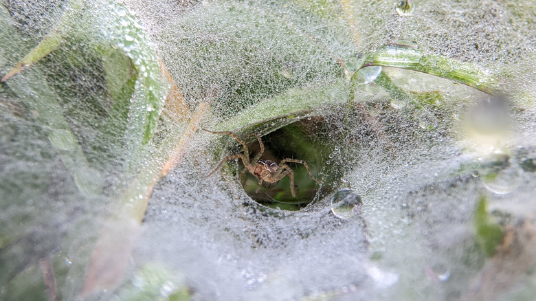 A spider hiding in the funnel portion of its web.