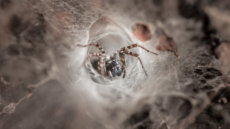 A funnel web spider exiting its web.