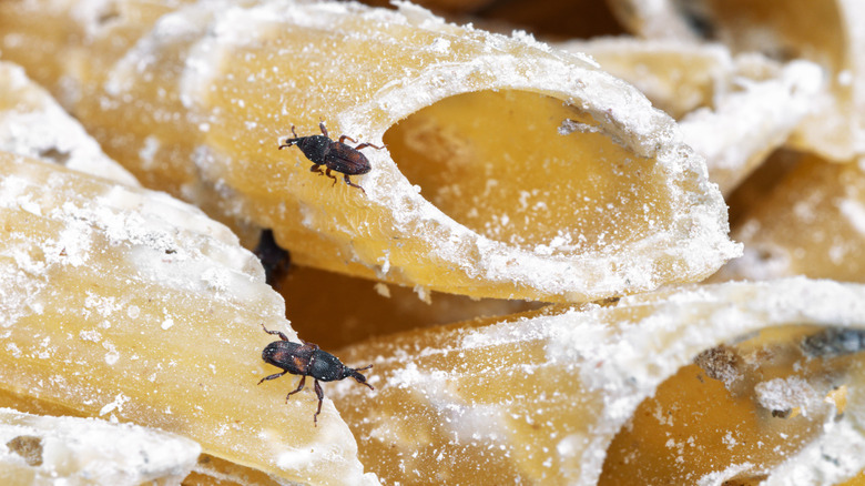 Closeup of pasta with holes caused by weevils