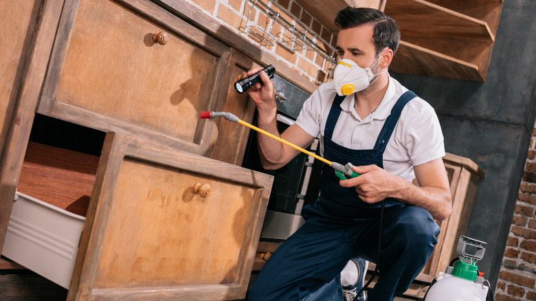 Pest control professional inspecting kitchen cabinet with flashlight while spraying pesticide