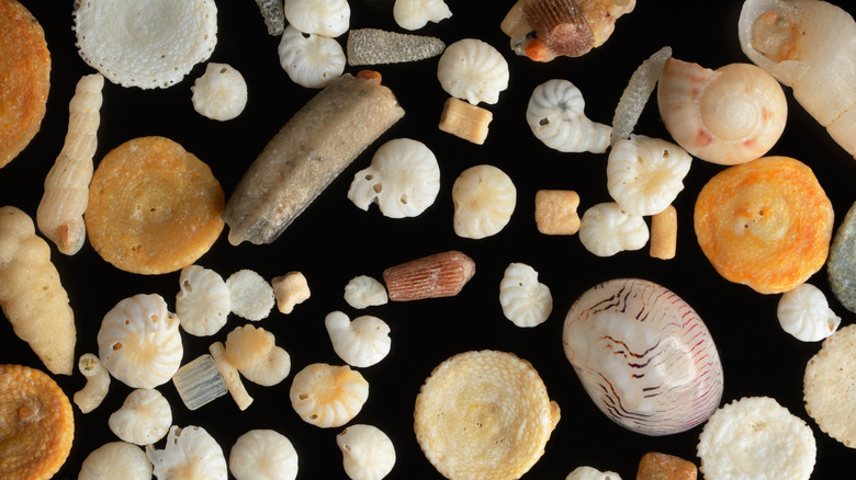 An extreme closeup of coral sand grains against a black background