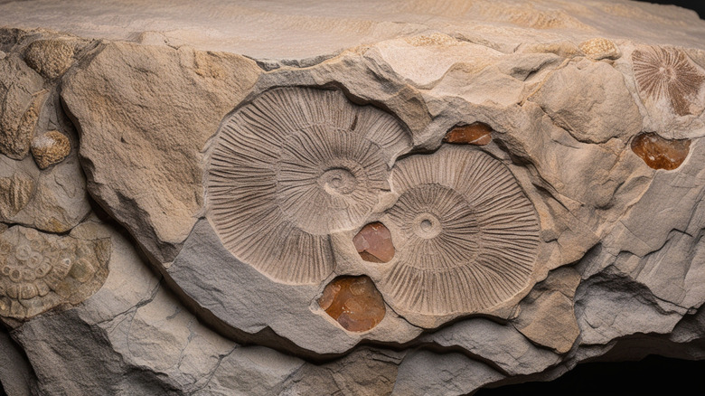 Fossil imprints in limestone
