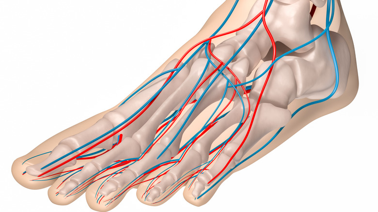Medical illustration showing arteries (red) and veins (blue) in the foot