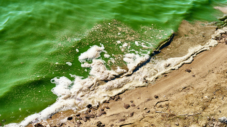 Blue-green algal bloom on a beach