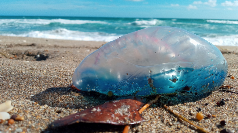Close-up of a jellyfish on a beach