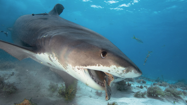 Shark eating a fish near the beach