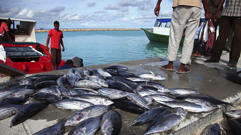 Fishermen reviewing their day's catch laid out on a dock