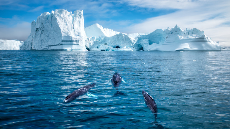 Humpback whales swimming near icebergs in Greenland