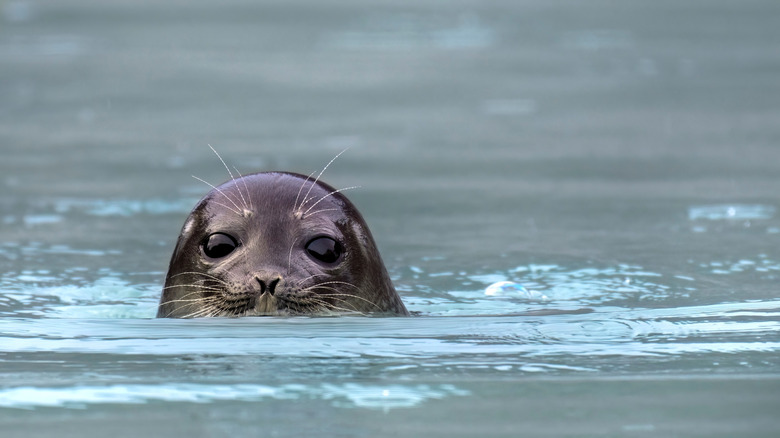 A popping up from the water and looking into the camera.