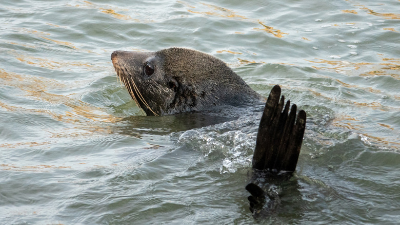 A young seal swimming away from the camera.