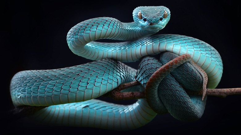 blue viper coiled around a branch