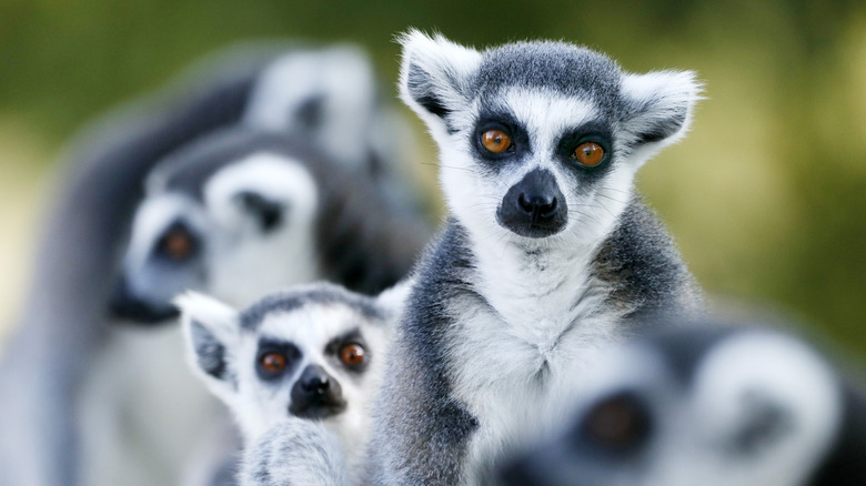 A group of brown-eye lemurs sit together