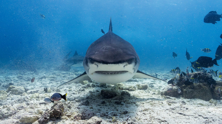 Front view of a tiger shark in the water