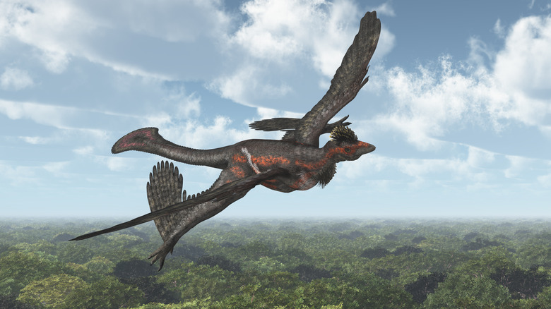 An illustration of a black Microraptor gliding over a forest