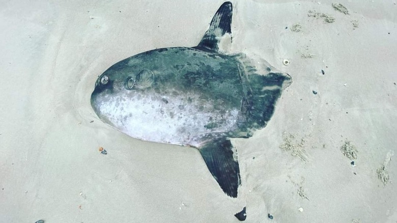 A sharptail mola (Masturus lanceolatus) on a beach in the United States