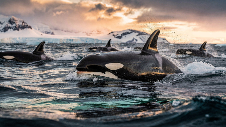 Pod of orcas swimming in Antarctica