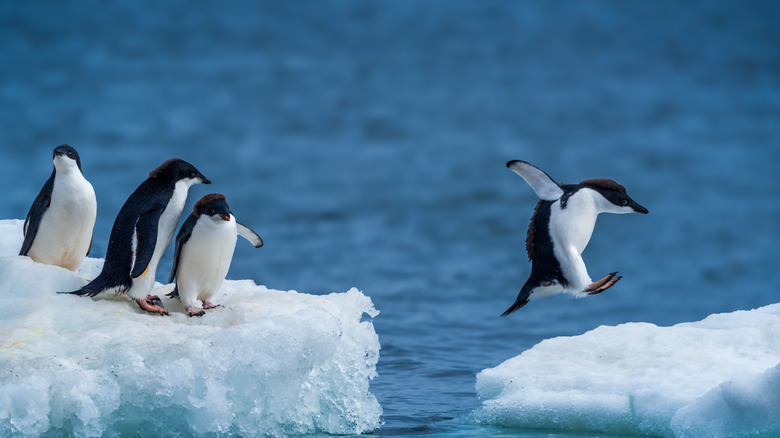 An Adelie penguin jumping between ice floats