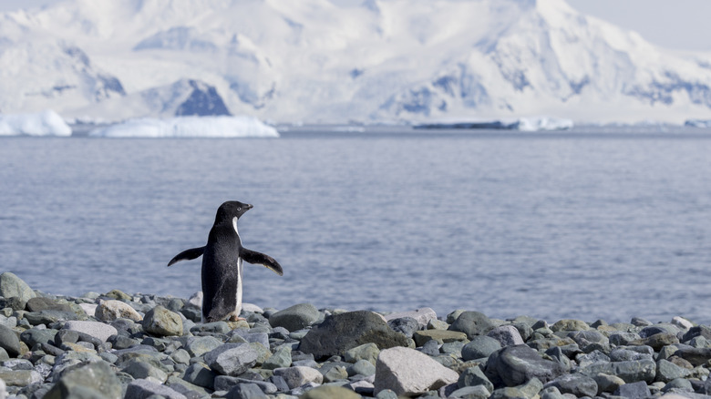 An Adelie penguin in Antartica by the water