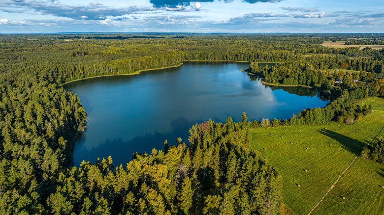lake amidst forest
