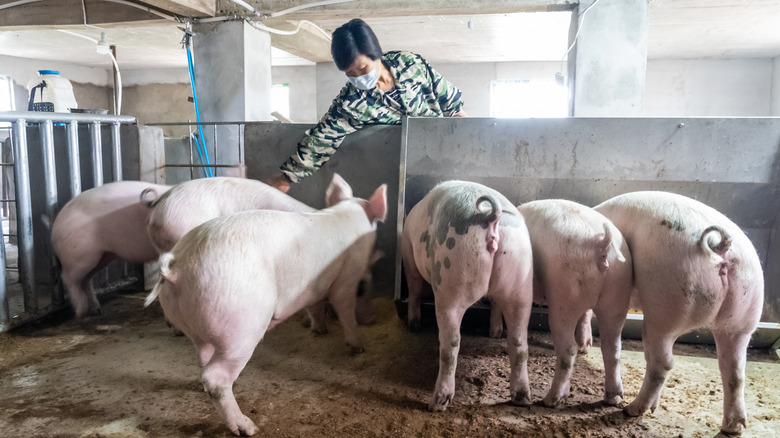 Woman reaching over into pig pen, several pigs walking towards her