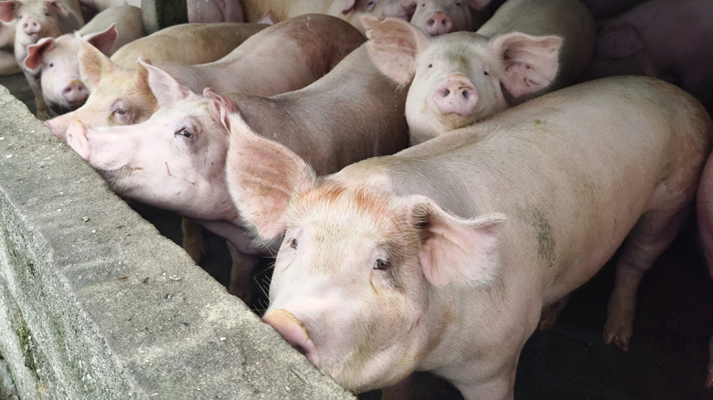Pigs lined up in row against cement wall