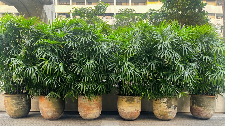 Several bamboo plants in pots
