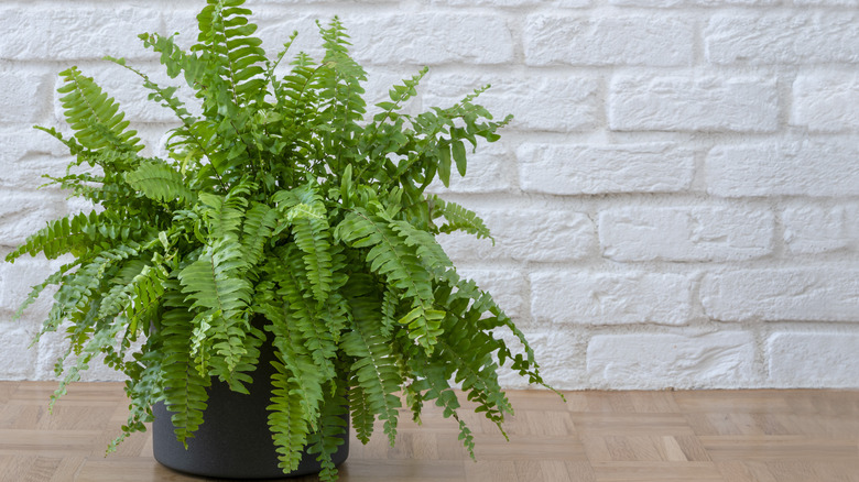 Potted Boston fern on table