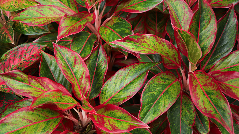 Green and red leaves of a Chinese evergreen plant