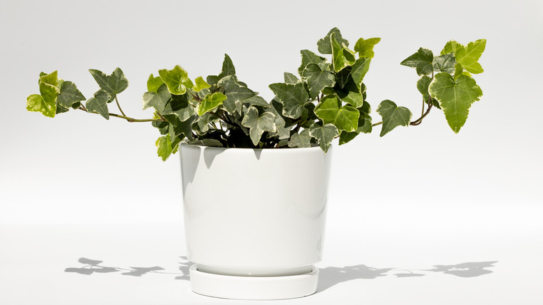 Small English ivy plant in white container