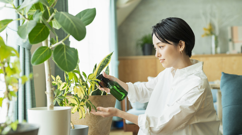 Woman spraying houseplants with water