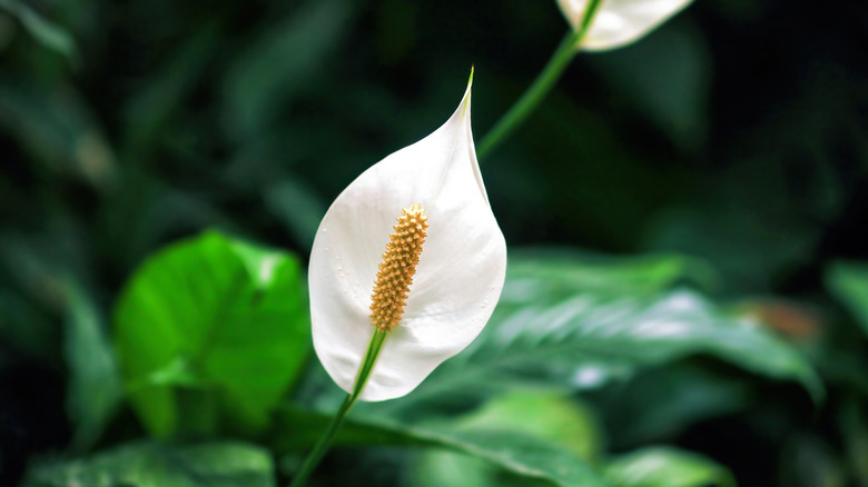 Peace lily flower up close