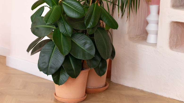 Rubber plant in a terracotta pot