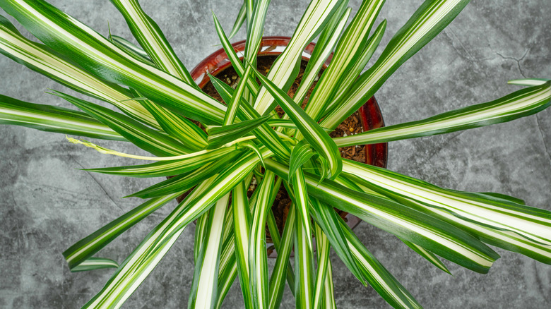Spider plant viewed from overhead