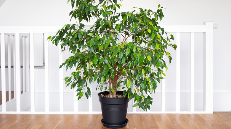 Weeping fig in black container
