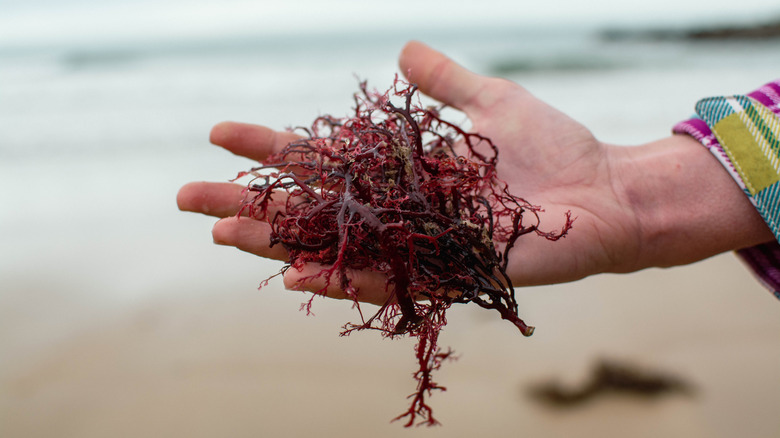 close up of hand holding red seaweed on beach
