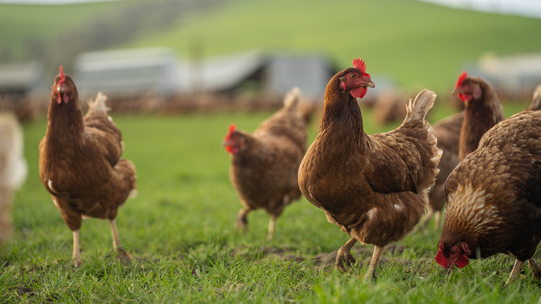 Group of pasture-raised chickens on green grass
