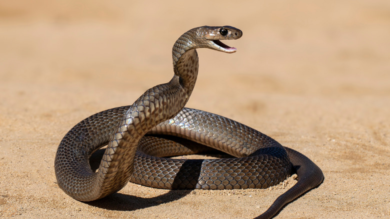 Highly venomous Eastern Australian Brown Snake