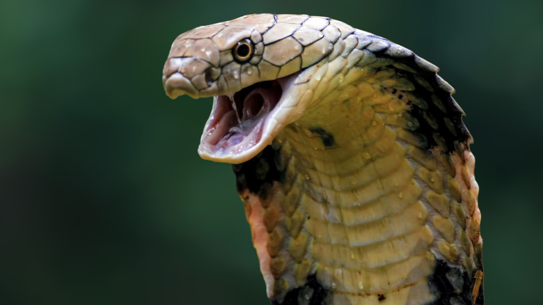 Close up of head of king cobra