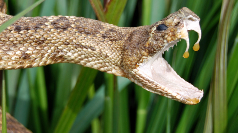 Close up of rattlesnakes fangs