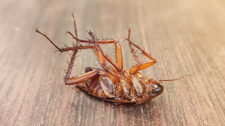 A cockroach dead on its back