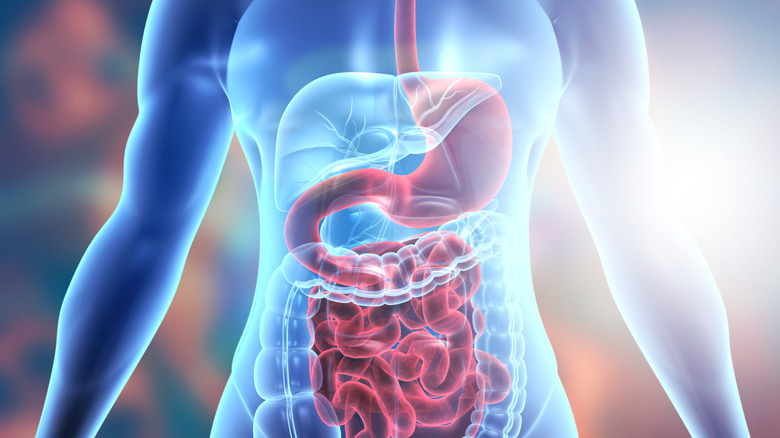 Artistic rendition of the digestive tract showing the stomach and intestines