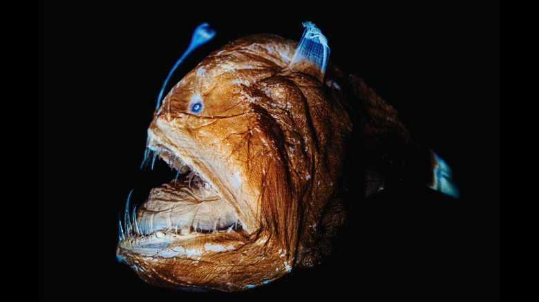 female anglerfish profile image