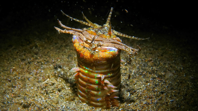 bobbit work emerging from sand