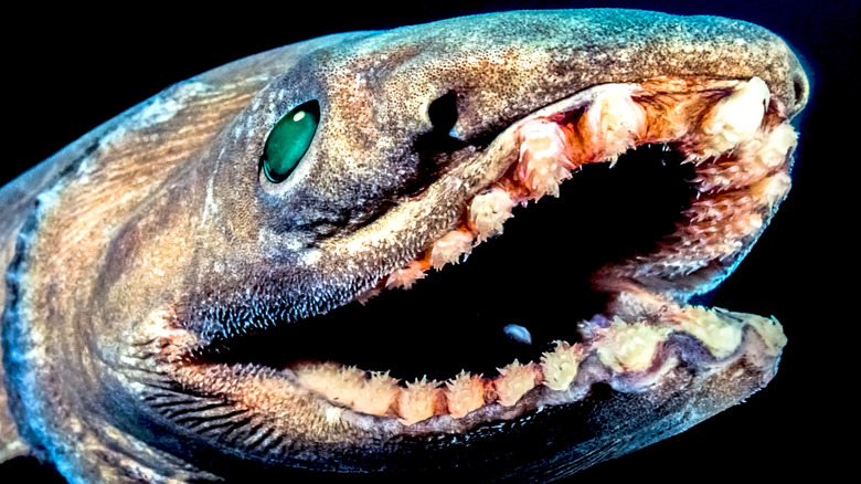 frilled shark teeth close-up