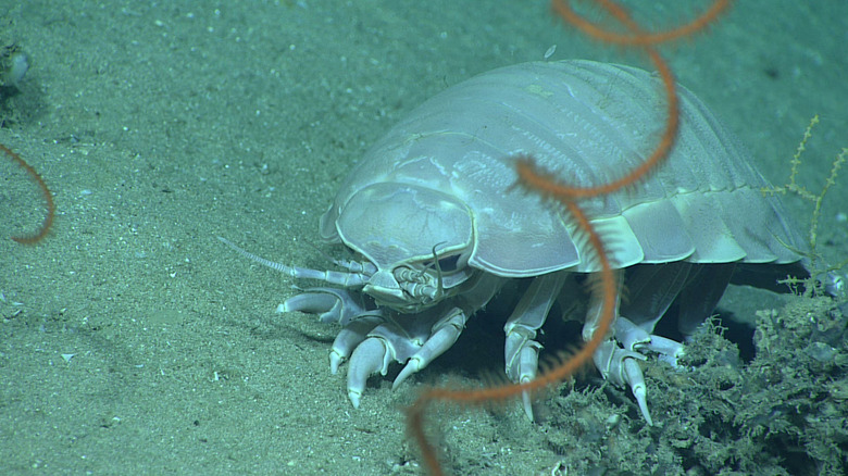 giant isopod crawling on ocean floor