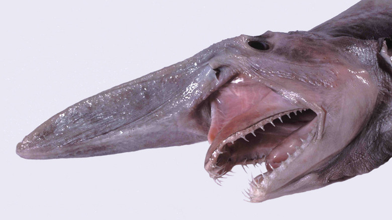 Goblin shark face close-up
