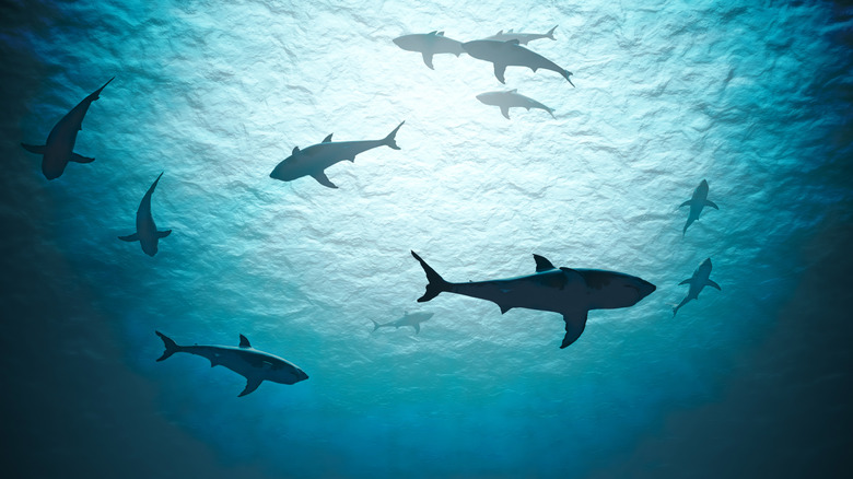 silhouettes of sharks from under the water