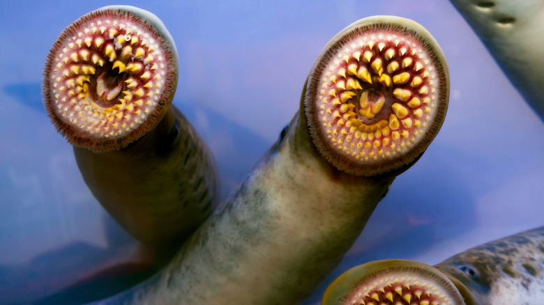 close-up of lampreys' open mouth