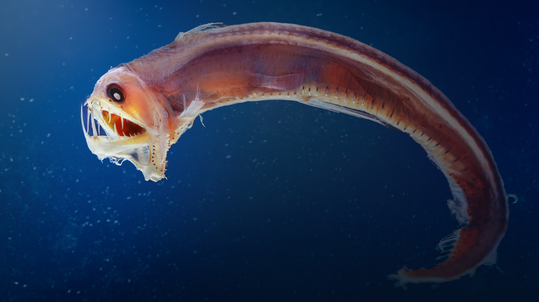viperfish profile
